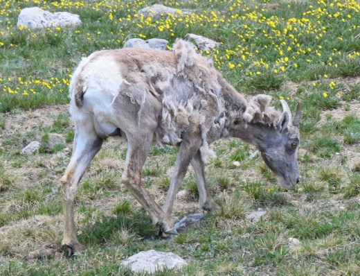 SummitLake-MtEvans-CO_LAH_5647