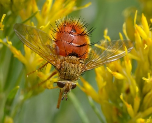 Adejeania vexatrix_Spiny Tachinid Fly_WestonPass-CO_LAH_1885-001