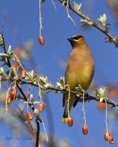 Cedar Waxwing_ChicoBasinRanchCO_20100501_LAH_4191