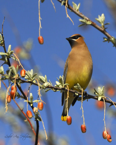 Cedar Waxwing_ChicoBasinRanchCO_20100501_LAH_4191