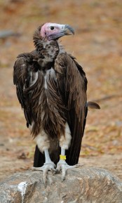 Lappet-faced Vulture_DenverZoo_LAH_2884