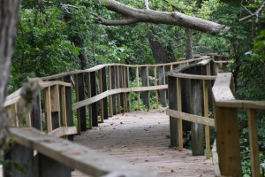 MageeMarsh-OH_LAH_3754