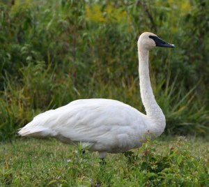 Tundra Swan_OttawaNWR-OH_LAH_3654