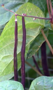 Beans_Tyndale garden-ColoSpgs-CO_LAH_2860