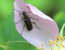 Long-horned Beetle on Rosa woodsii_Emerald Valley-EPC-CO_LAH_3168