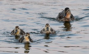 Mallard &amp; ducklings_Muskegon-MI_LAH_4858