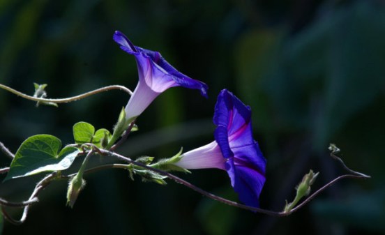 Morning Glory_DBG-CO_LAH_9033