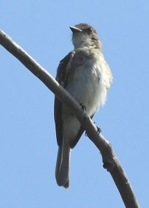 ReedsLake-GrandRapids-MI_LAH_5008