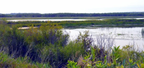 ShiawasseeNWR-MI_LAH_4382