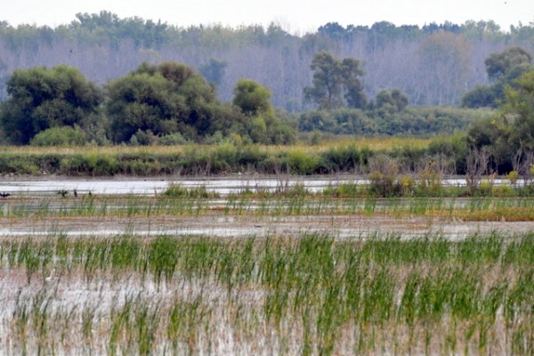 ShiawasseeNWR-MI_LAH_4434