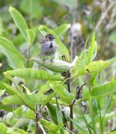 ShiawasseeNWR-MI_LAH_4522