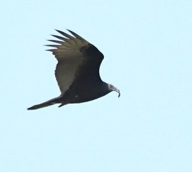 Black Vulture_ShiawasseeNWR-MI_LAH_4730