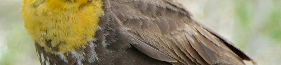 09_AlamosaNWR-CO_LAH_2609-001