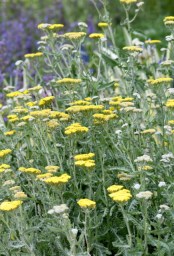Achillea_Yarrow_DBG-CO_LAH_8169