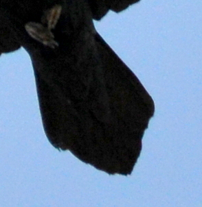 Common Raven_BlackCanyonoftheGunnisonNP-CO_LAH_0959-001