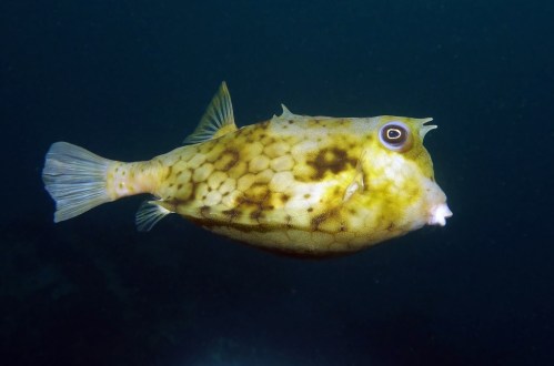 cowfish