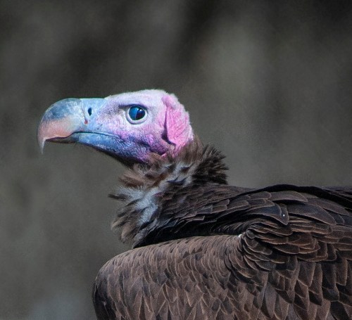 Lappet-faced Vulture_DenverZoo_LAH_4655r