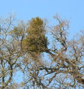 Mistletoe in Oak_MtDiablo-CA_LAH_8866