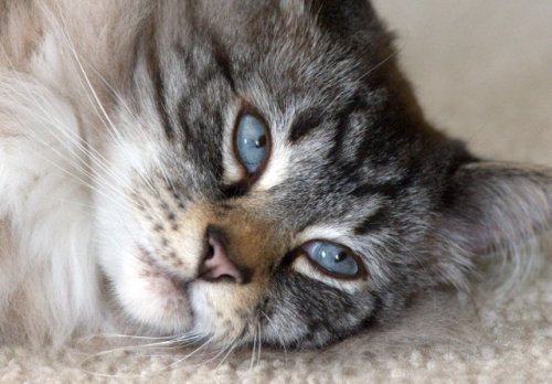 Mojito Brown_Everett-WA_LAH_9859