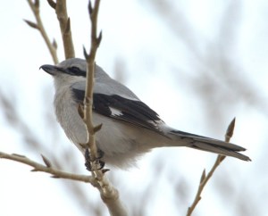 Northern Shrike_RMANWR-CO_LAH_8429