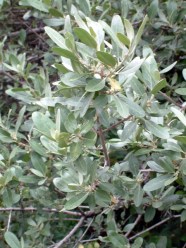 Shepherdia canadensis - Russet Buffaloberry @CC 2003jul06 LAH 003