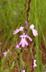 Striga_bilabiata_MS4167-001