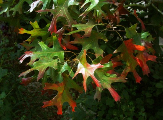 602 Oak fall foliage