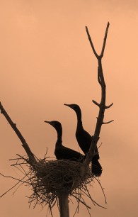 Cormorants@LakePueblo 2008may31 LAH 093