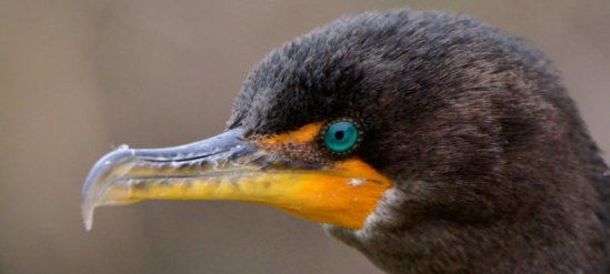 Double-crested Cormorant__LAH