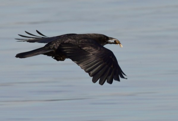 DumasBaySanctuary-WA_LAH_9606