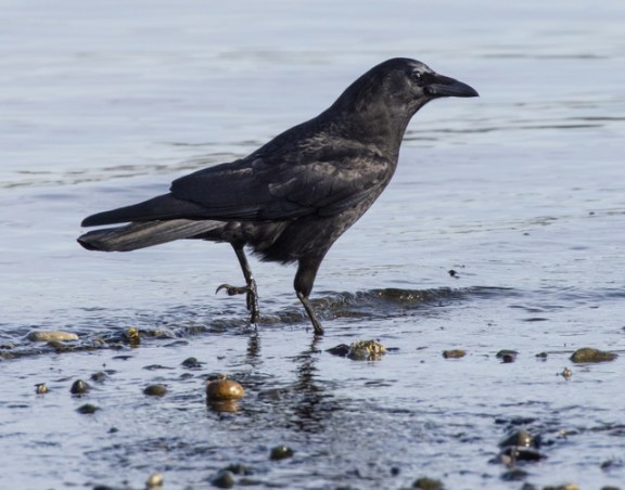 Northwestern Crow_DumasBaySanctuary-WA_LAH_9524r