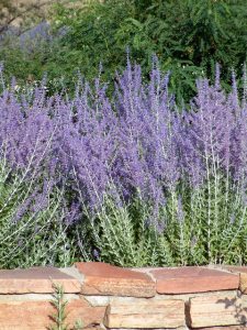 Perovskia atriplicifolia - Russian Sage @XG 9aug05 LAH 070