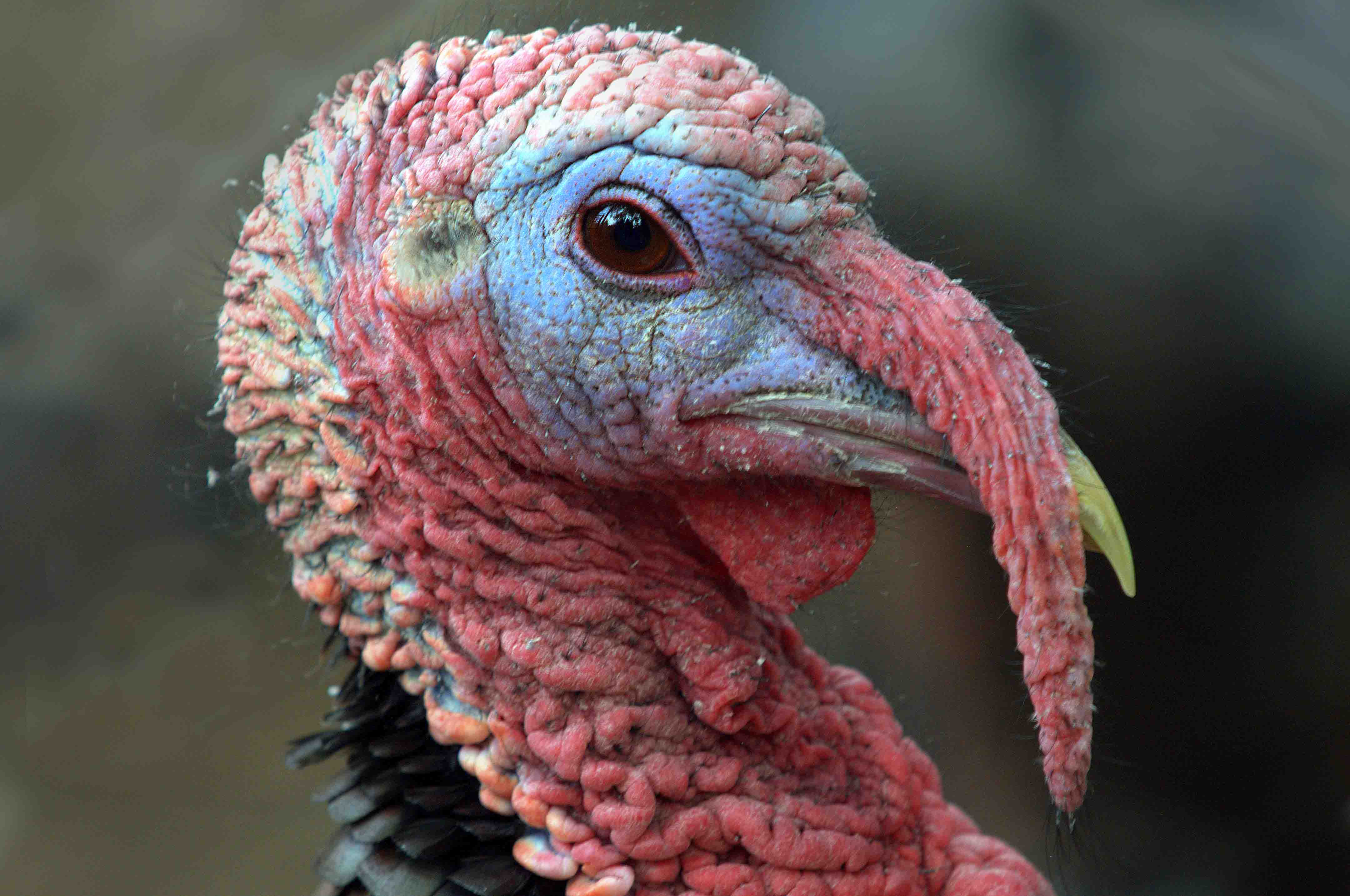 Wild Turkey_CheyenneMtnZoo-CO_LAH_2224