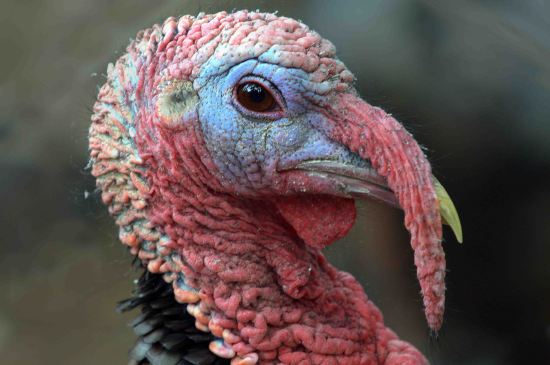 Wild Turkey_CheyenneMtnZoo-CO_LAH_2224