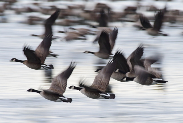 Canada Geese flying_MilavecReservoir-CO_LAH_9670