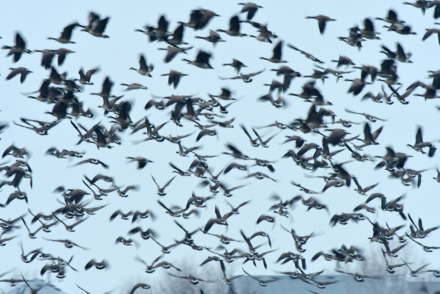 Canada Geese flying_MilavecReservoir-CO_LAH_9786
