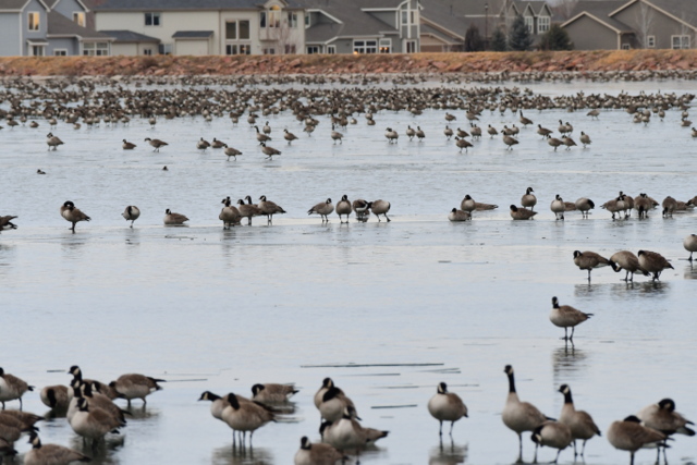 Canada Geese_MilavecReservoir-CO_LAH_9654