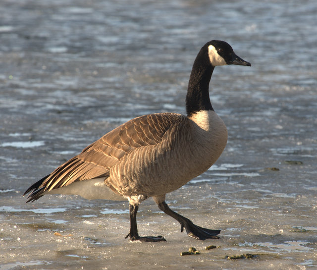 Canada Goose_PuebloCO_20100115_LAH_6505