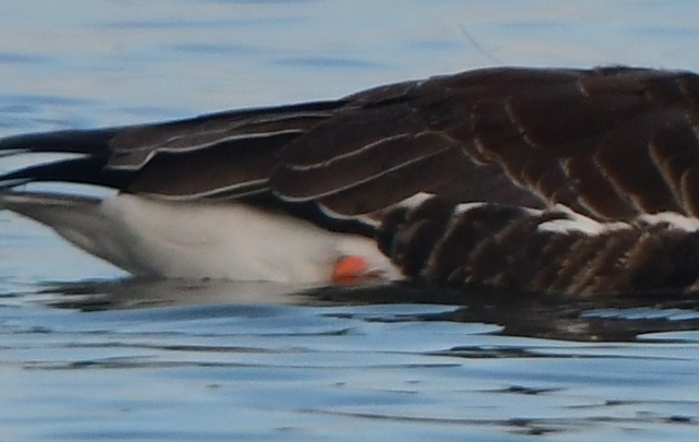 Greater White-fronted Goose_MilavecReservoir-CO_LAH_9838
