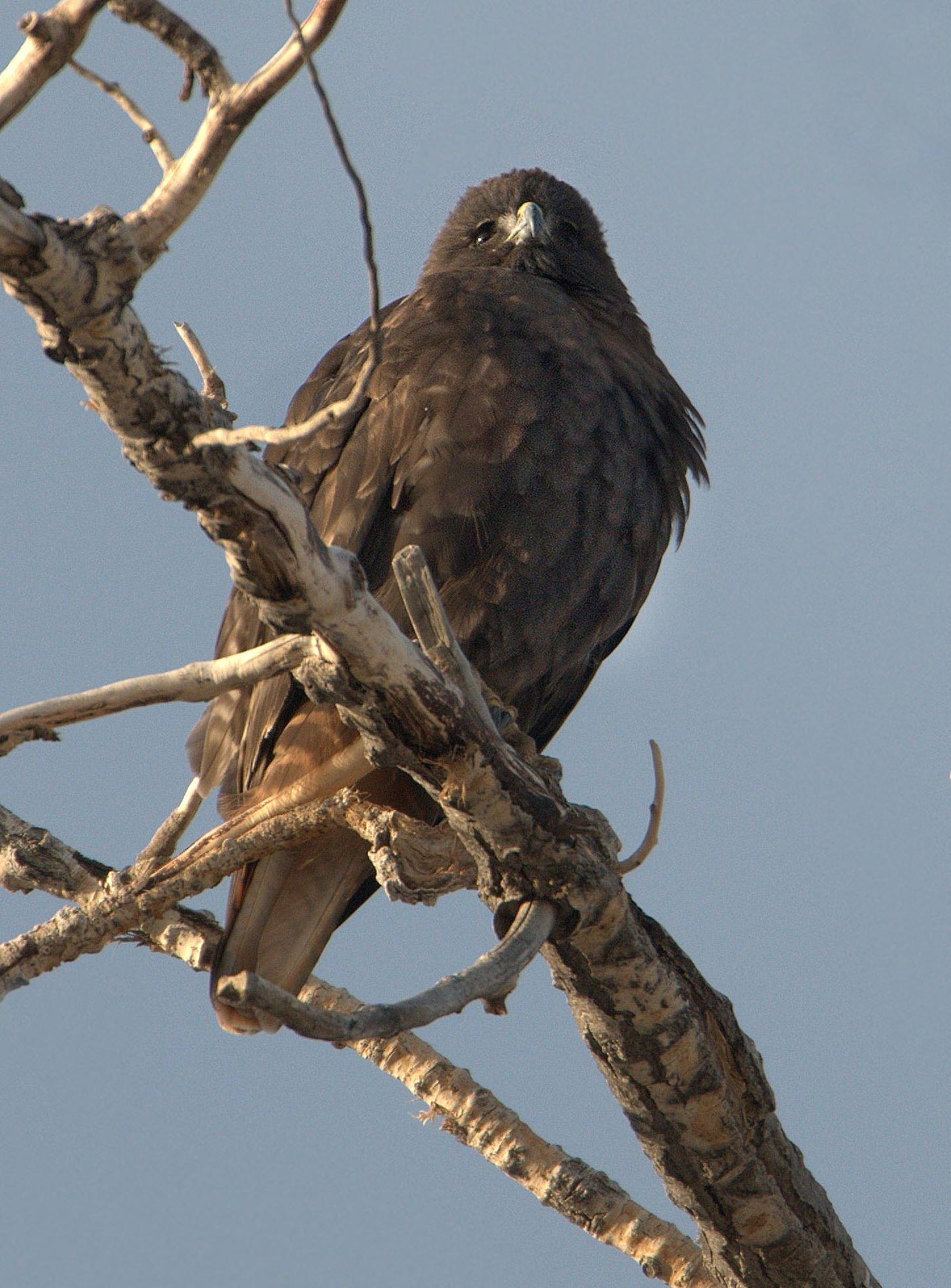 Red-tailed Hawk_CanonCity-CO_LAH_8371.nef