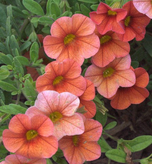 Calibrachoa - Million Bells_DBG_20090915_LAH_0320