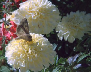 Moth on marigolds_Gleneyrie-COS-CO_LAH_0483