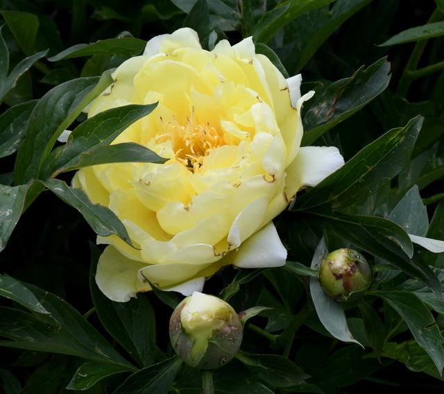 Paeonia hyb_Peony_DBG-CO_LAH_8488