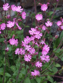 @Prince Rupert BC 16June2006 LAH 102