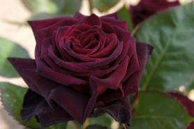 Black Baccara Rose - T.Kiya from Japan [CC BY-SA 2.0 (https://creativecommons.org/licenses/by-sa/2.0)], via Wikimedia Commons