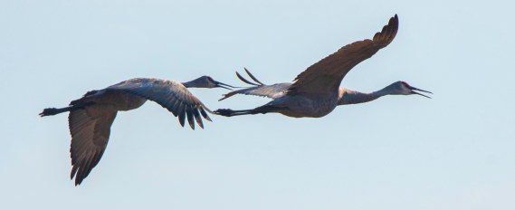 Sandhill Cranes_HamdenSloughNWR&area-MN_LAH_6465r.jpg