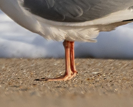 01_KillDevilHills-NC_LAH_2840rf-001