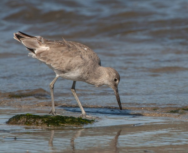 02_PillarPoint-HalfMoonBay-CA_LAH_1043r