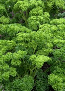 Parsley_DBG_LAH_1501