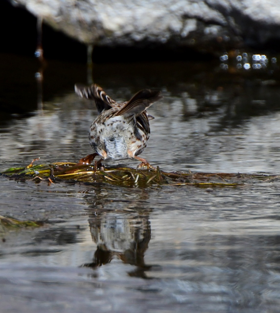 Song Sparrow_ElevenMileCyn-CO_LAH_0559
